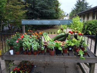 Harvest Festival flowers